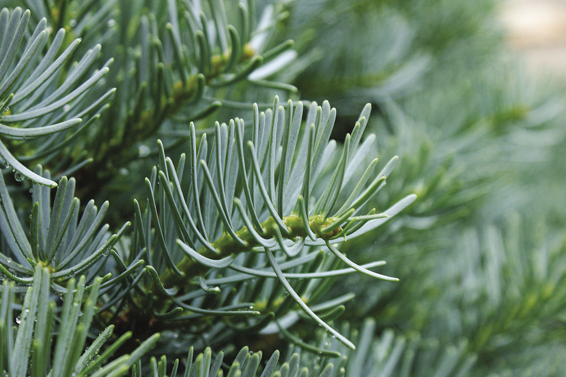 Compact White Fir