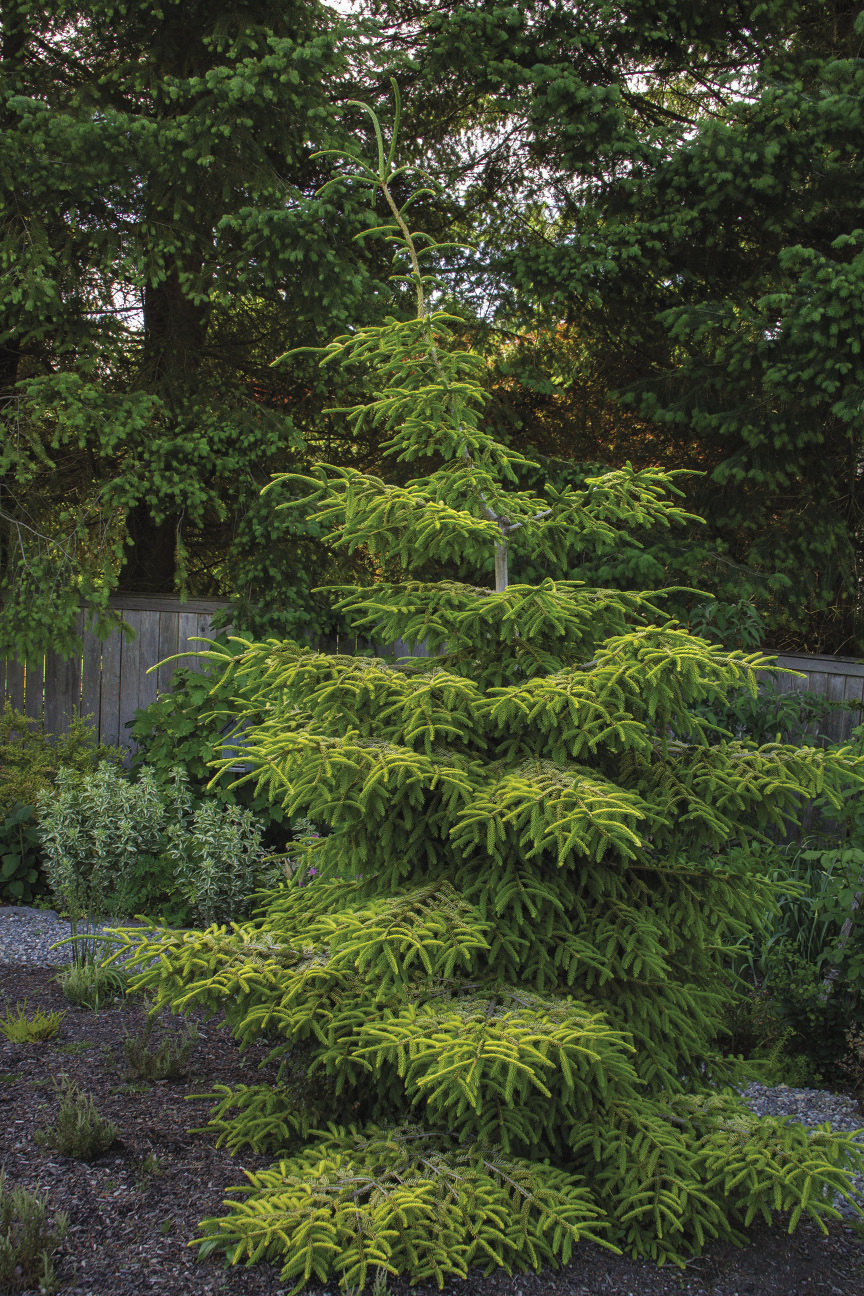 Skylands Oriental Spruce