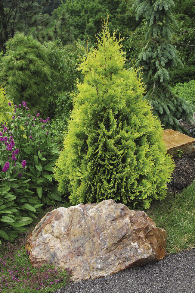 Yellow Ribbon Western Arborvitae