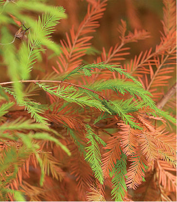 Secrest Dwarf Bald Cypress