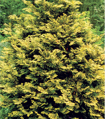 Golden Hinoki False Cypress