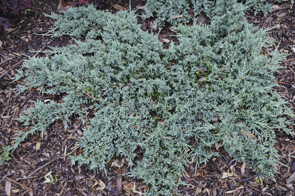 Icee Blue Creeping Juniper