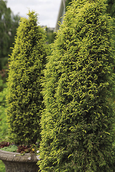 Gold Cone Juniper