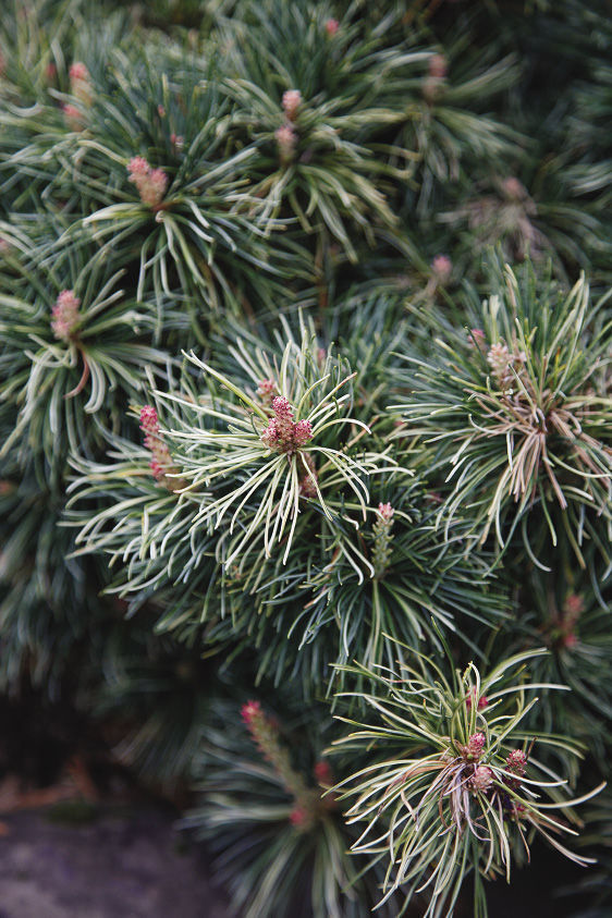 Snow in the Valley Japanese White Pine