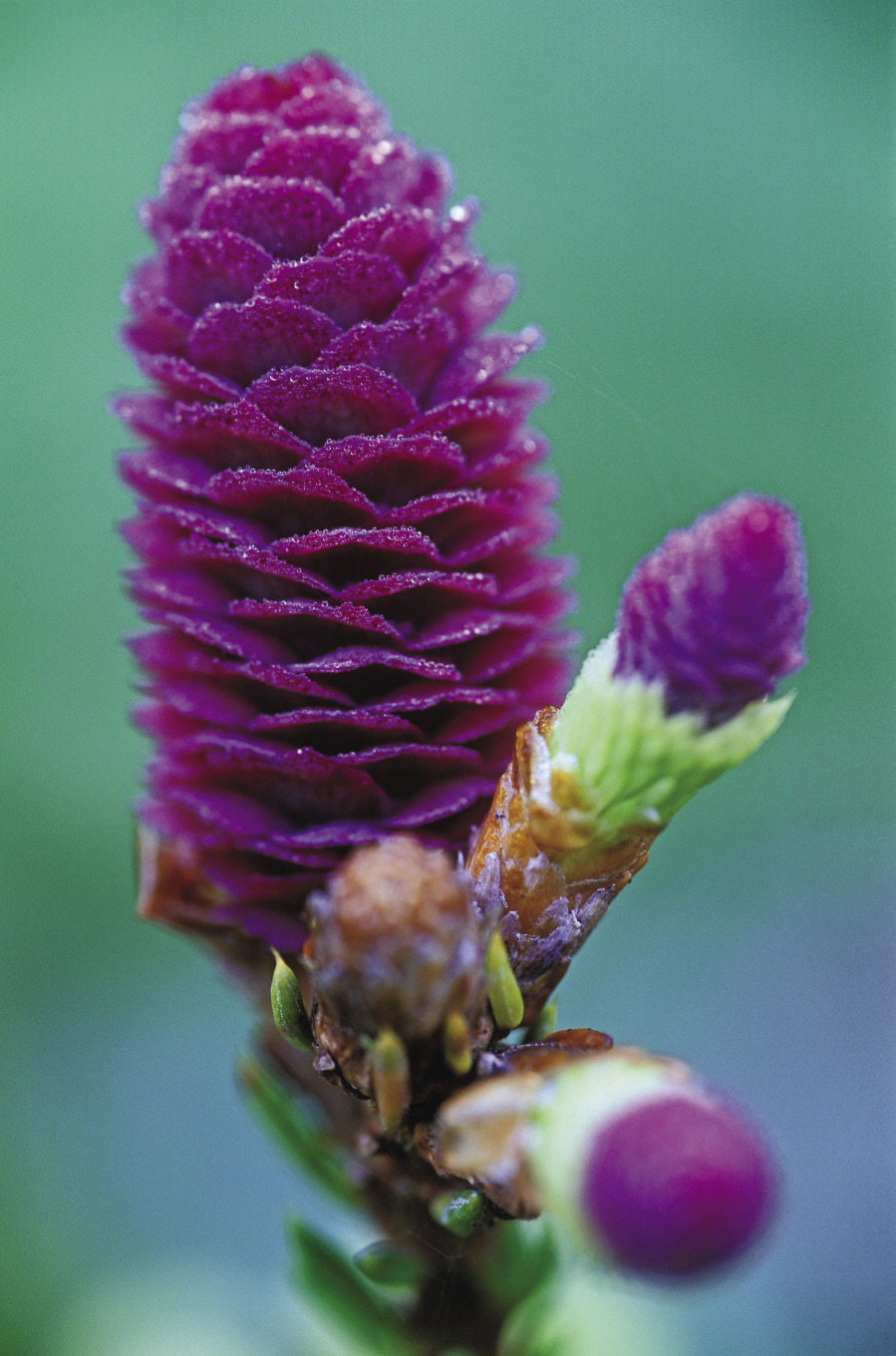 ‘Pusch’ Norway spruce