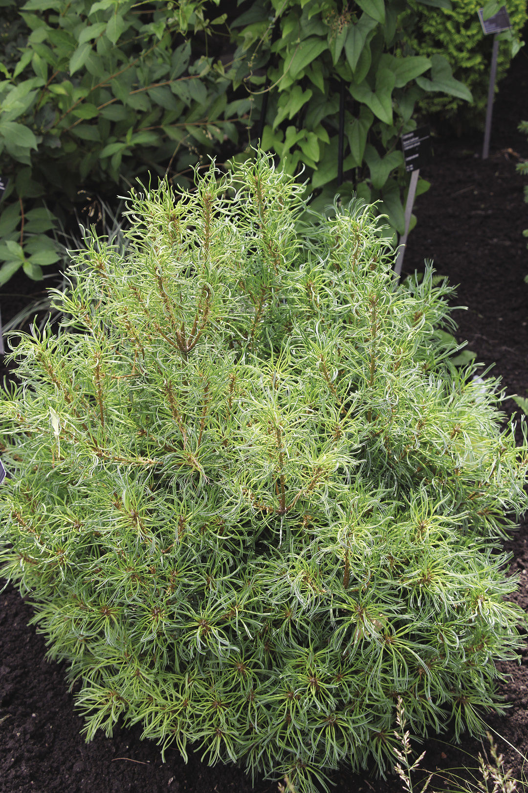 ‘Mini Twists’ Eastern white pine