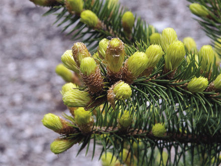 A White Pine for the Ages - Knecht's Nurseries & Landscaping