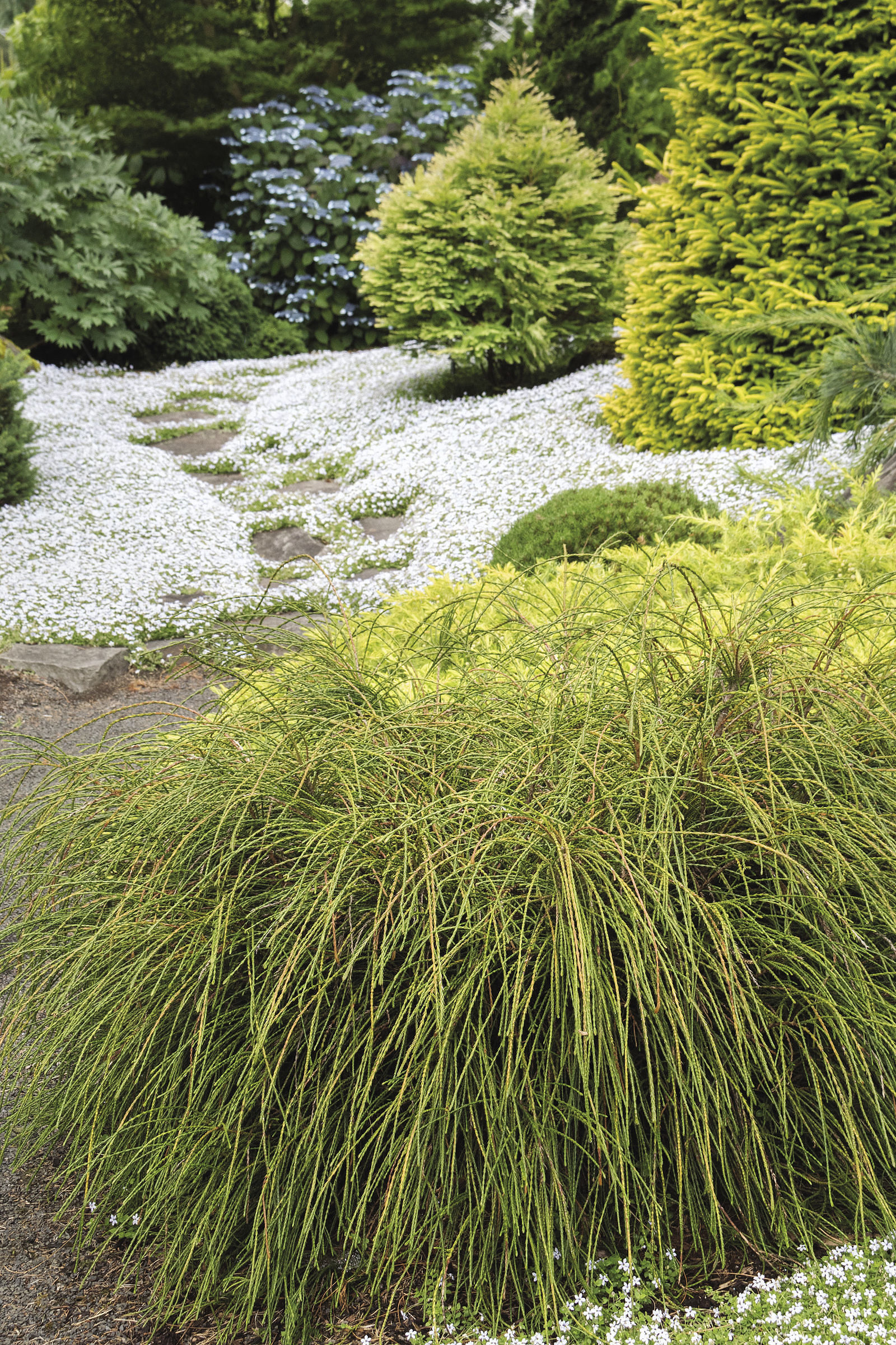 ‘Whipcord’ Western arborvitae