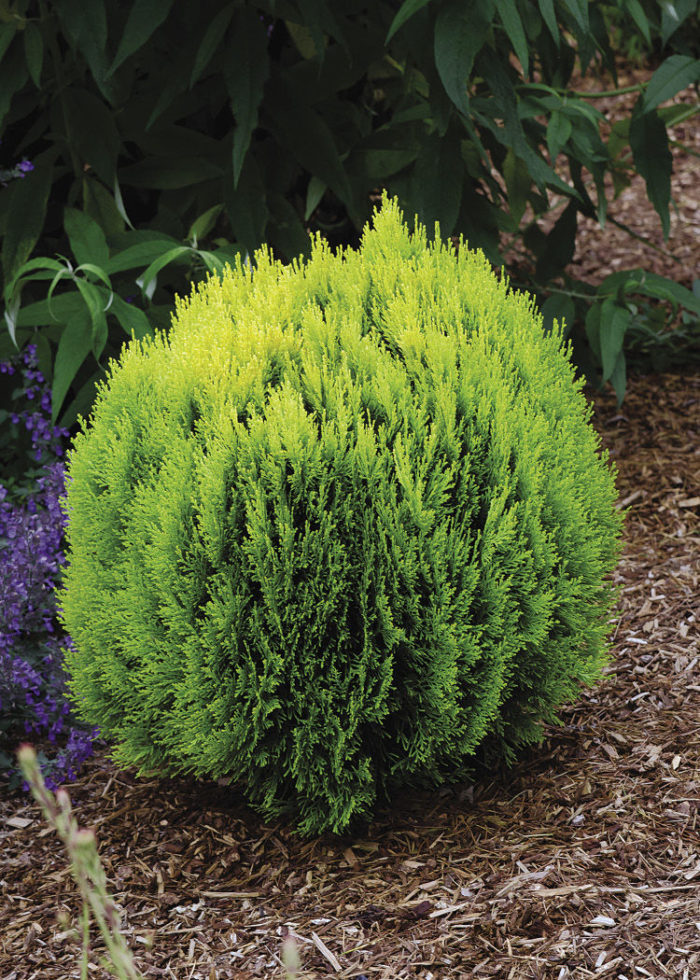 Conifers for Any Size Landscape - Fine Gardening