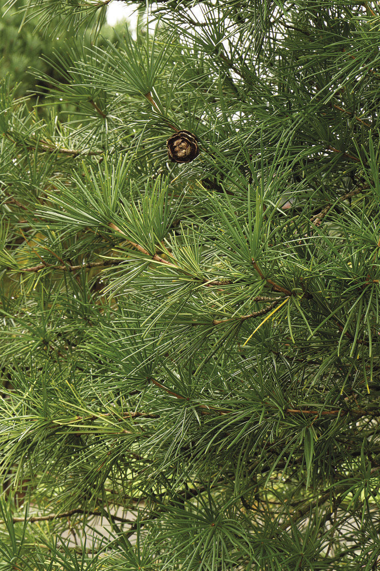 Wintergreen Umbrella Pine