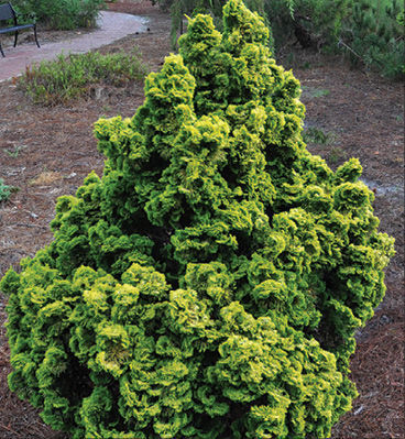 Golden Dwarf Hinoki Cypress