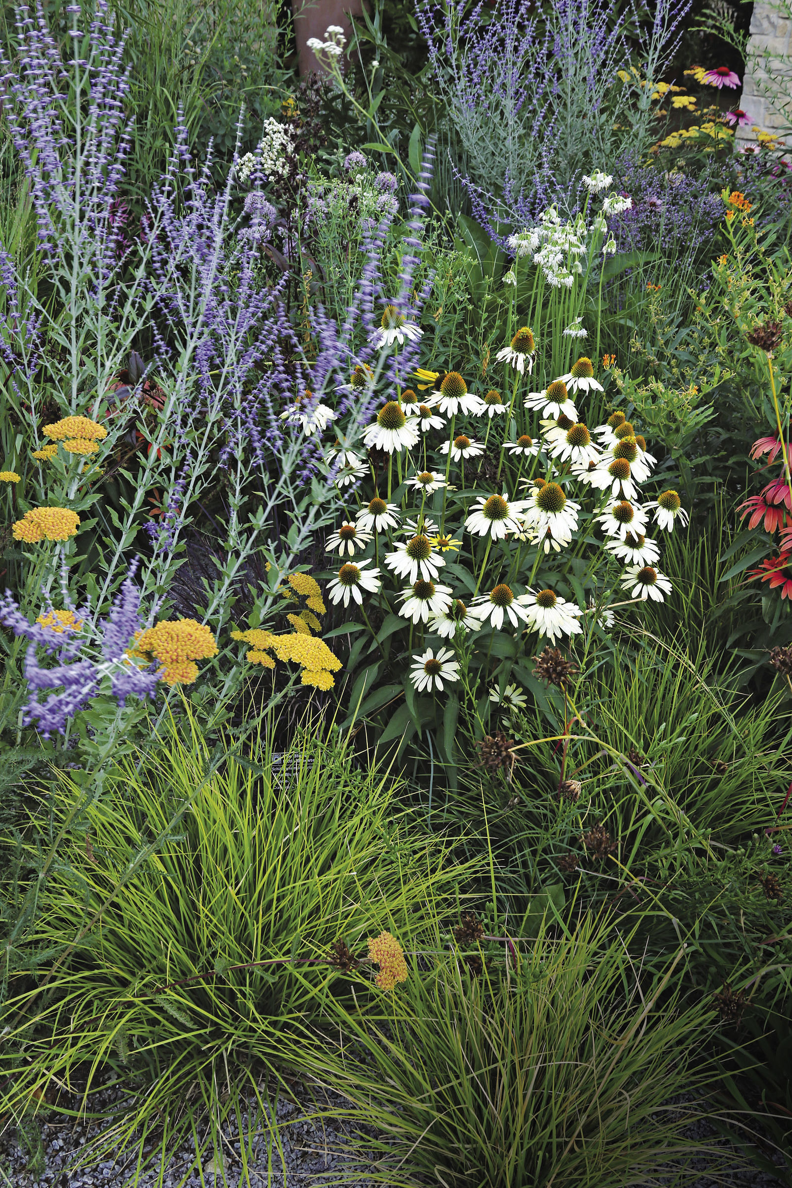 varied and lush plants in a gravel garden