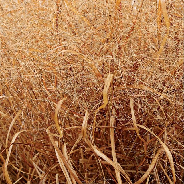 ‘Cloud Nine’ switchgrass