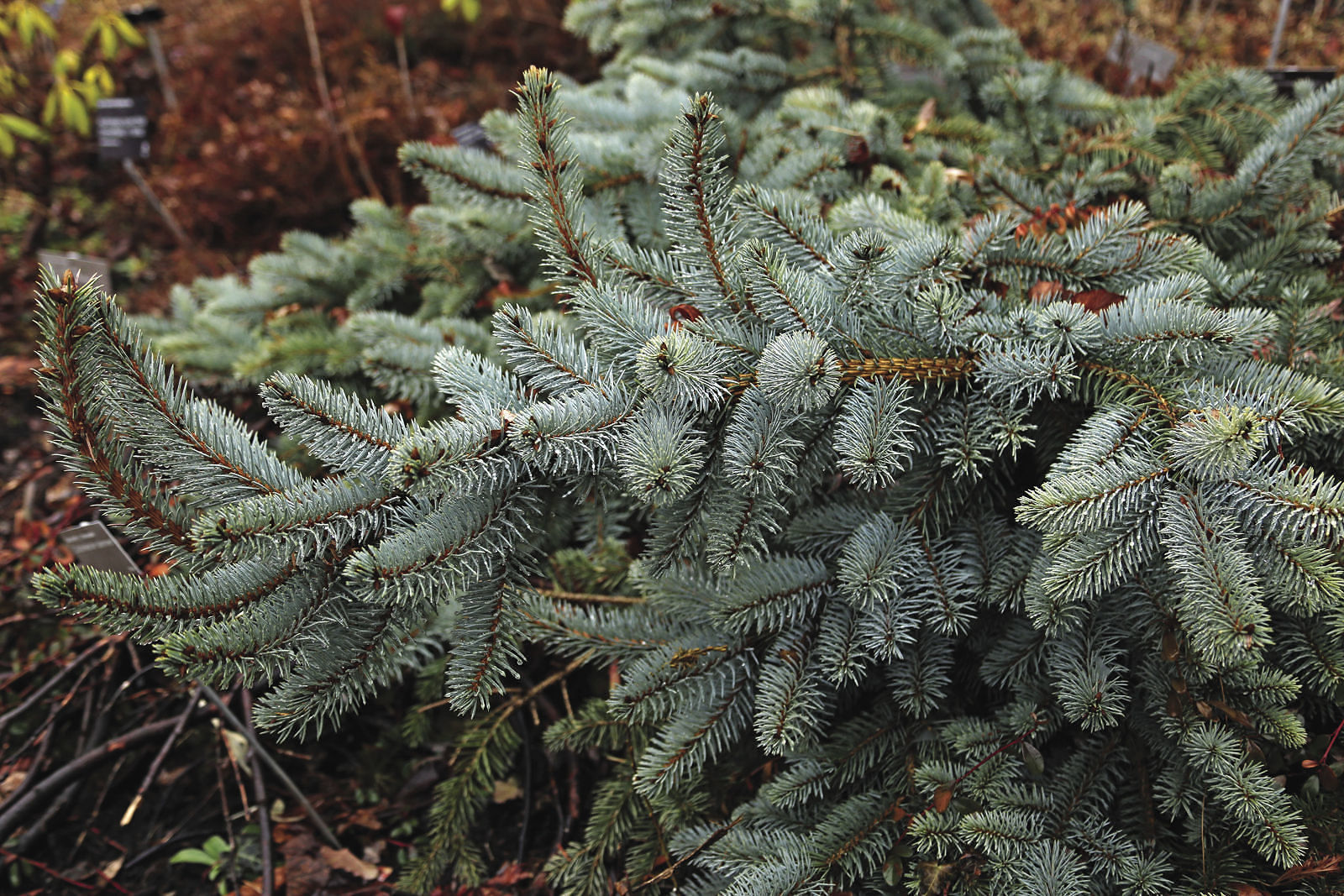 Colorado spruce