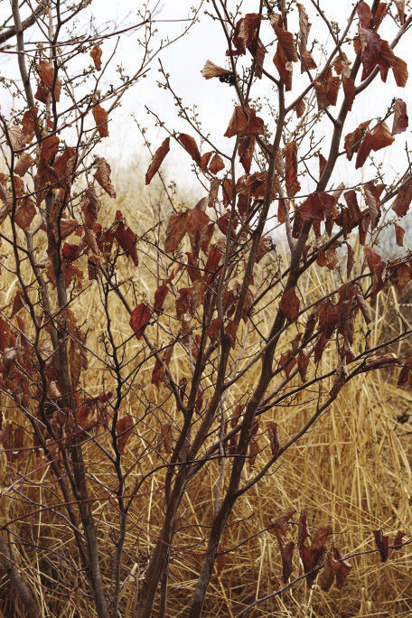 Lingering foliage