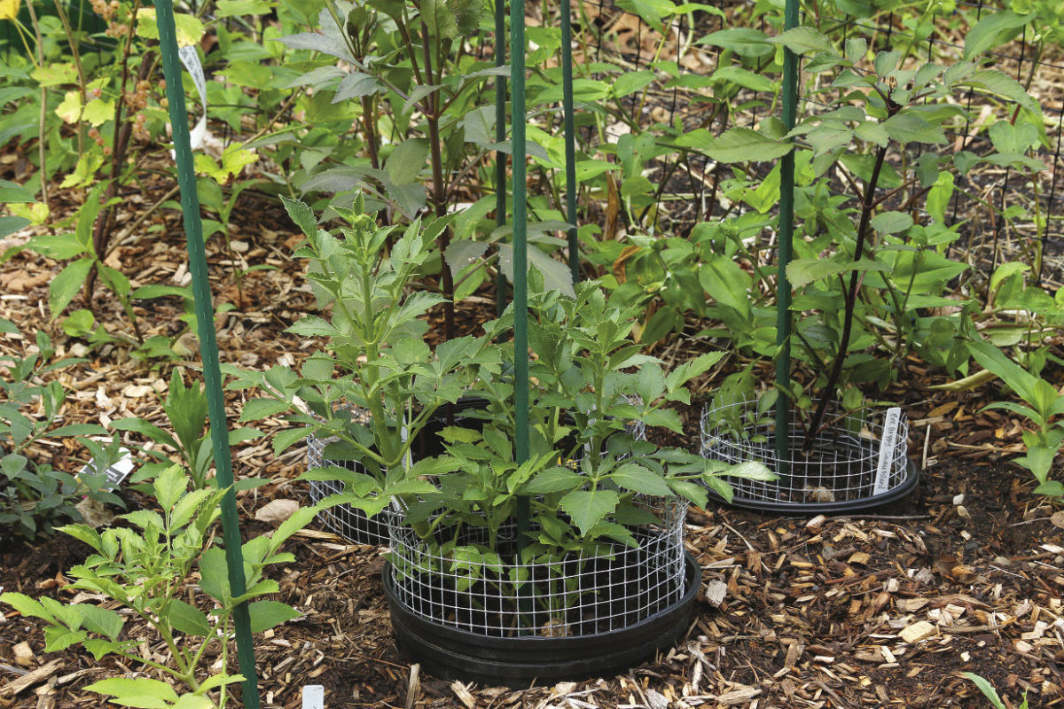 How to Get Rid of Voles in the Garden Fine Gardening