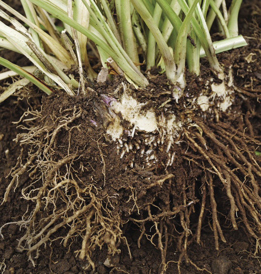 fibrous root systems plant division