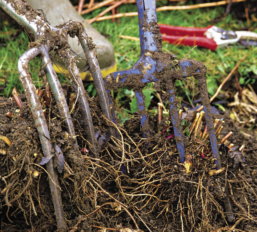 dividing plants that are runners