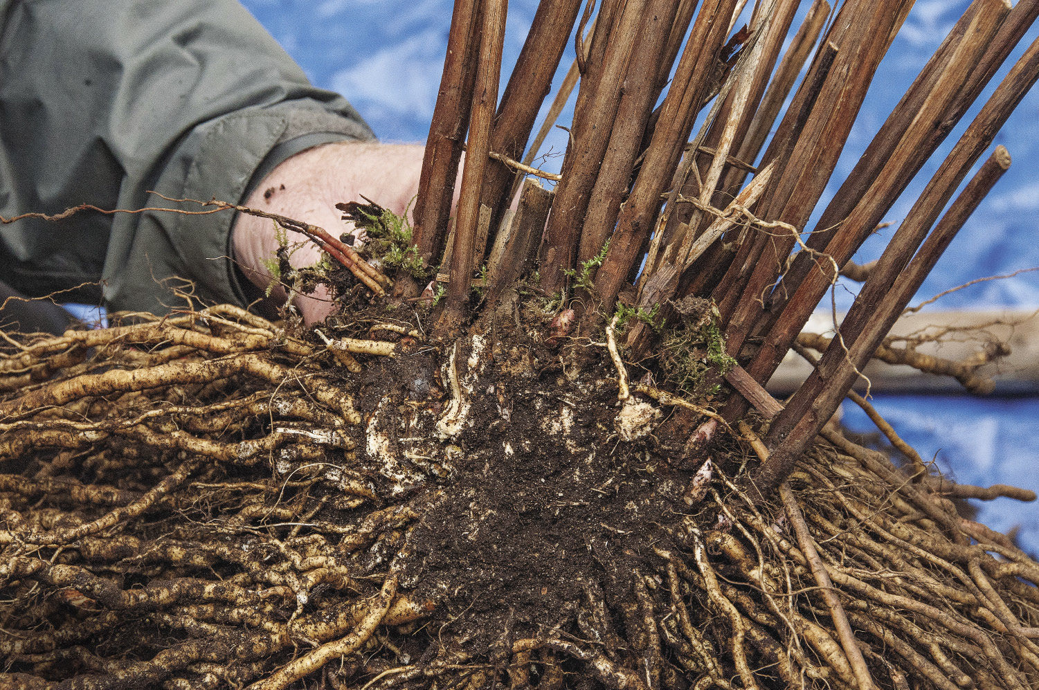 tight woody crowns plant division