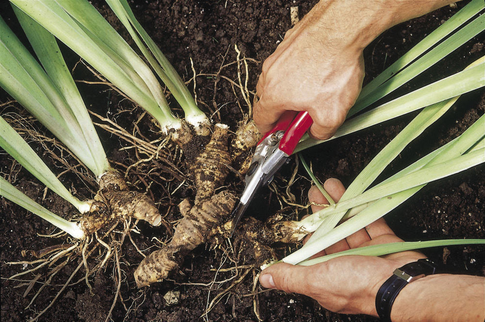 tubers plant division