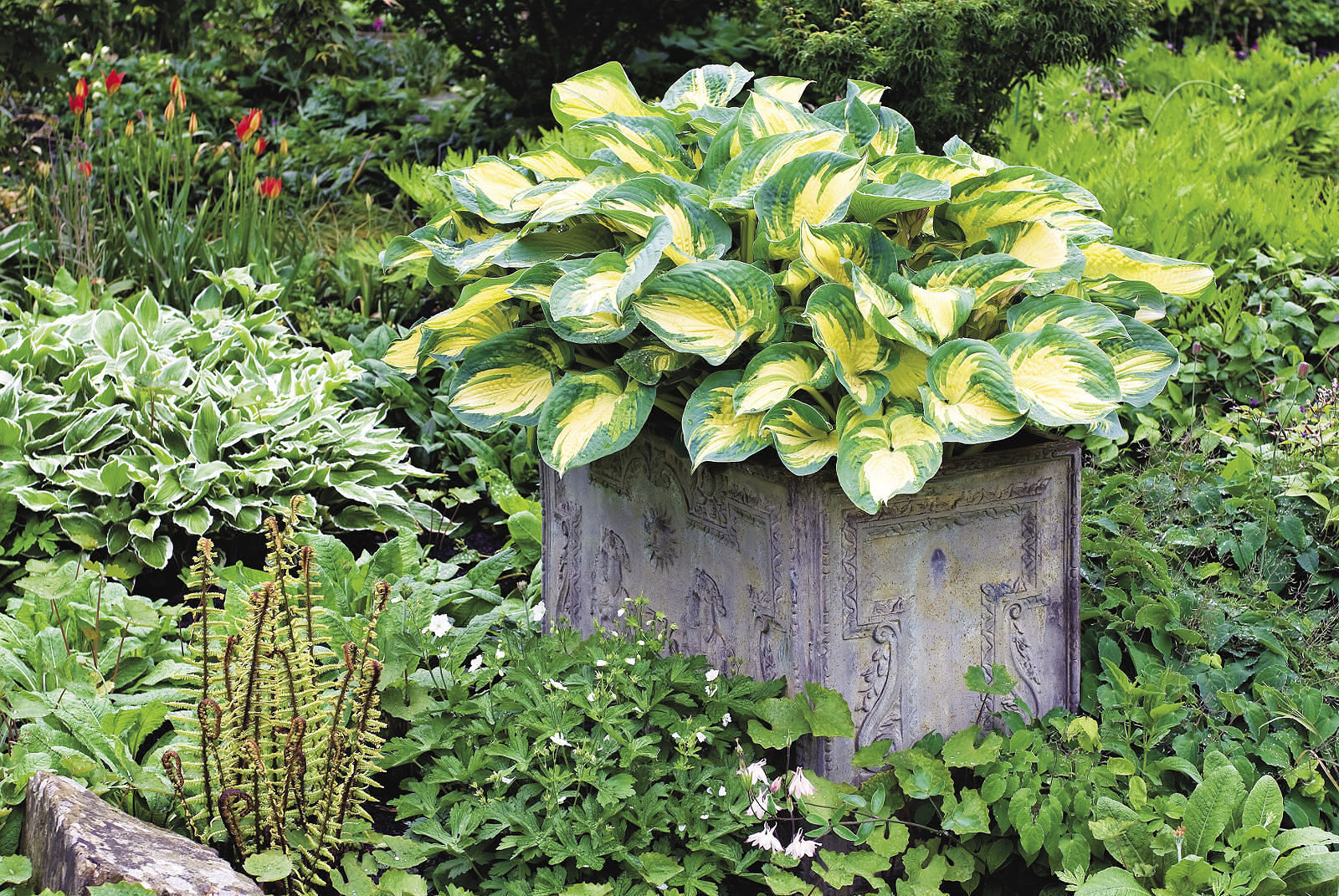 hosta in a square container, a focal point in a sea of interesting foliage