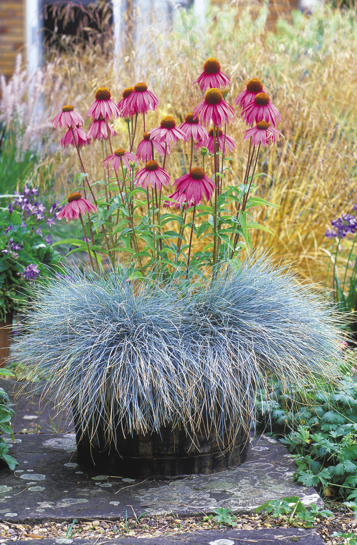 Echinacea purpurea ‘Kim’s Knee High’, in a container with a bluish grassy plant