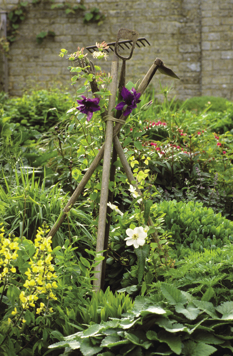 Four old tools bound together with twine as a trellis for clematis