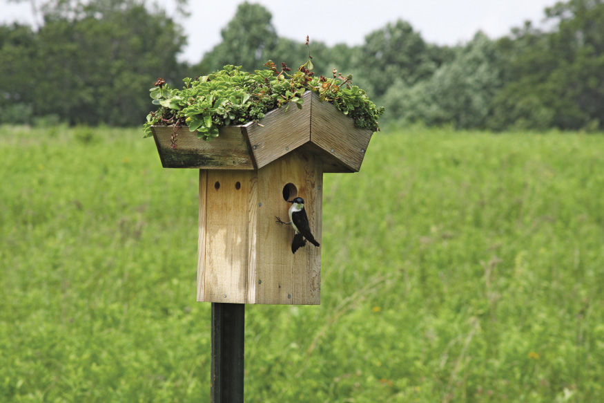 birdhouse with succulents on the roof