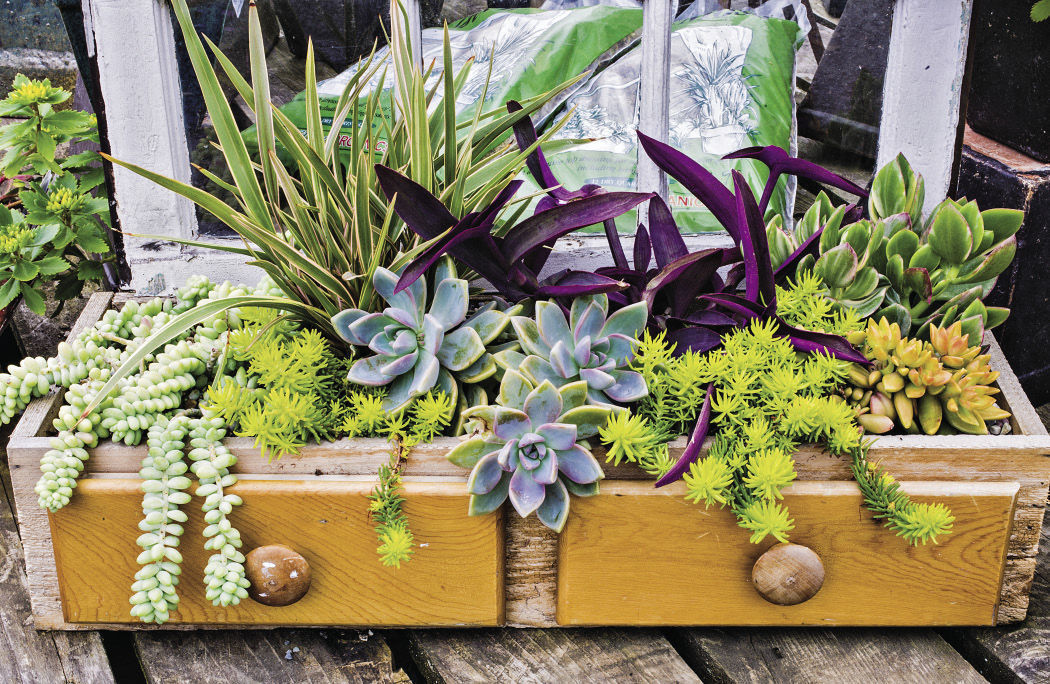 dresser drawers with succulents in them