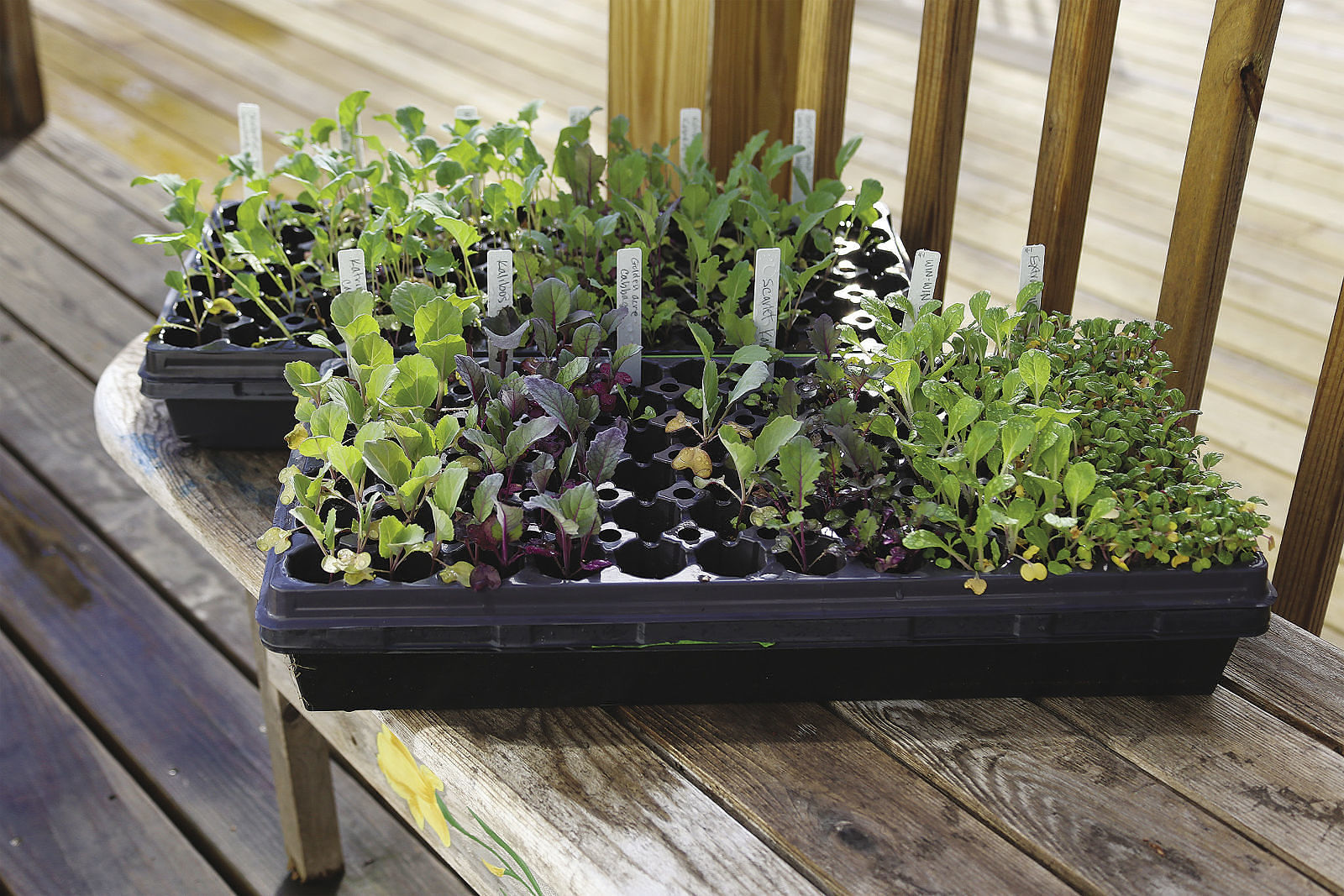 brassica seedlings