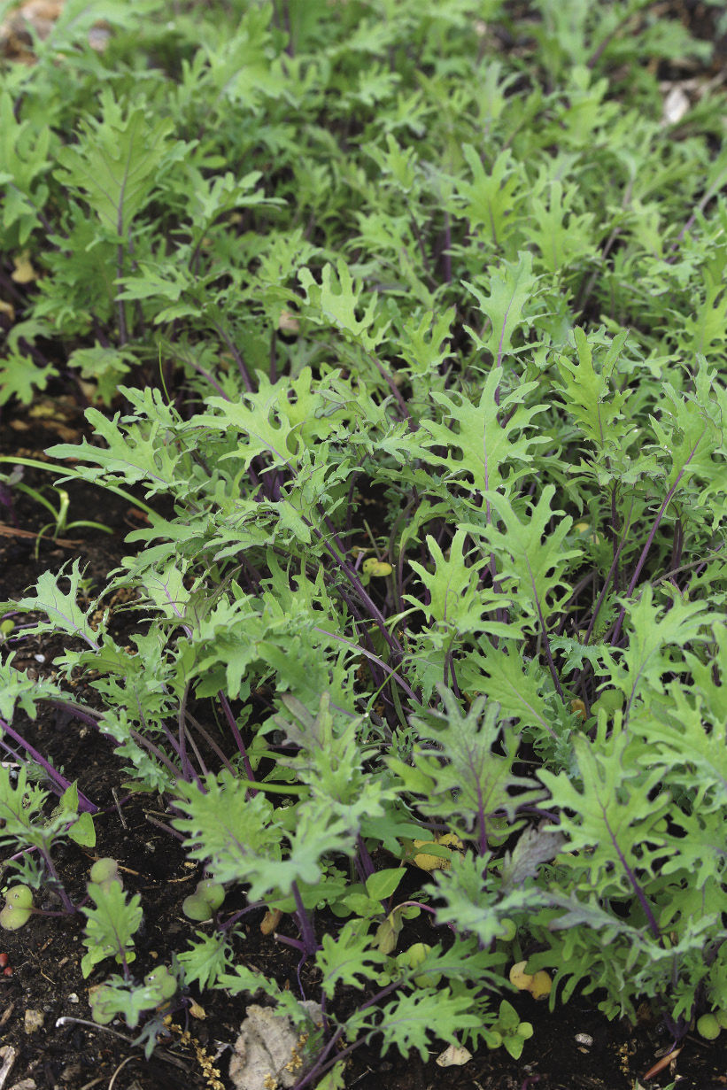 Red Russian’ kale