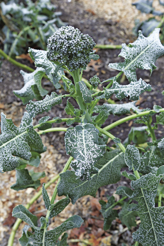 ice frosted broccoli