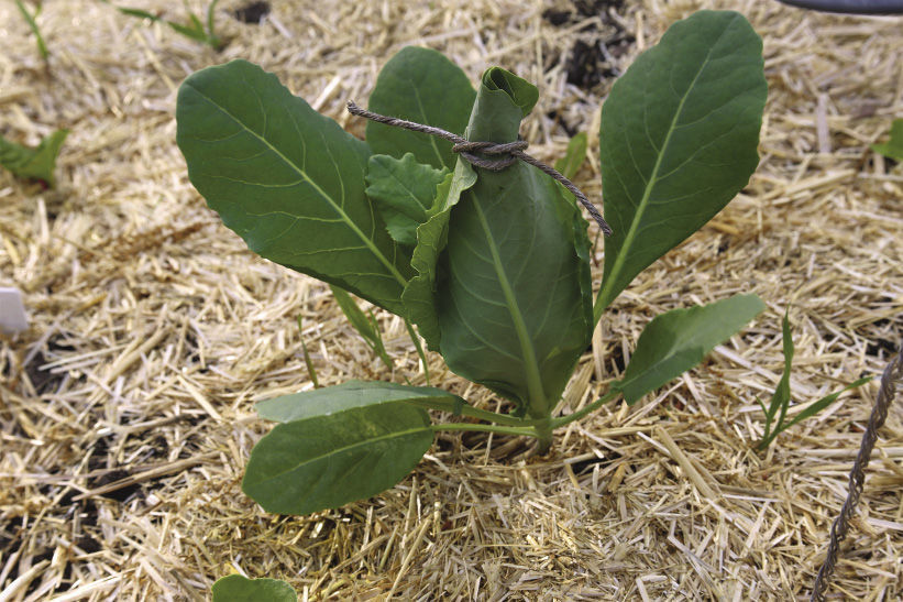 tie outer leaves