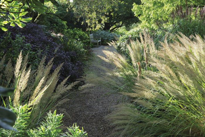 Korean feather reed grass