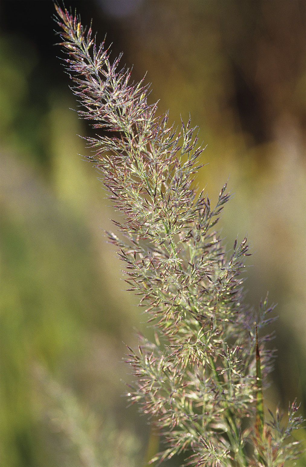 Korean feather reed grass