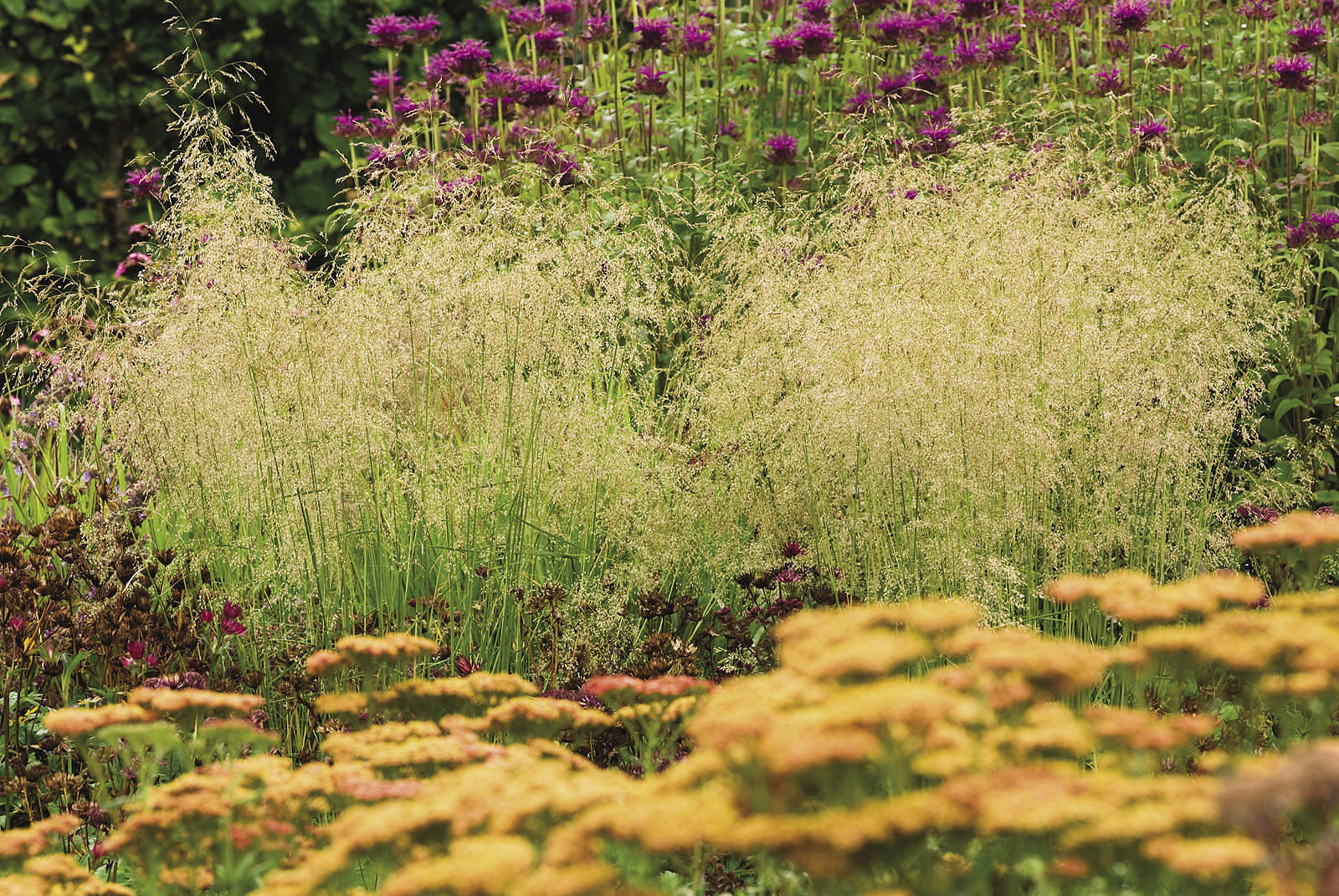 Gold dew tufted hair grass