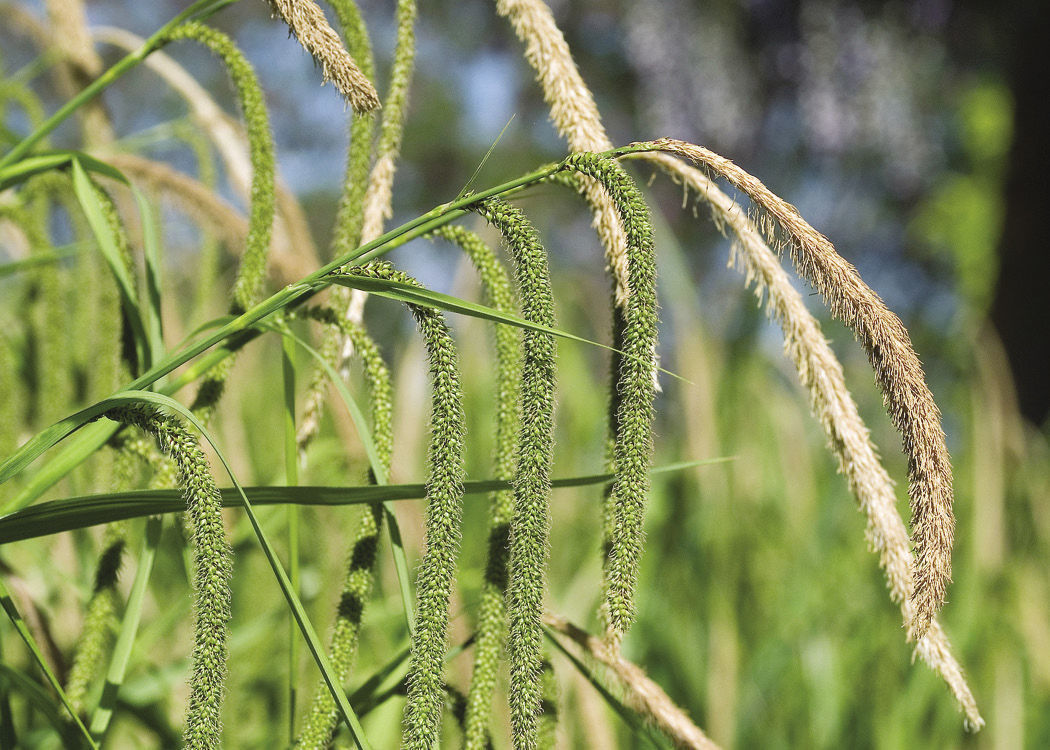 Drooping sedge