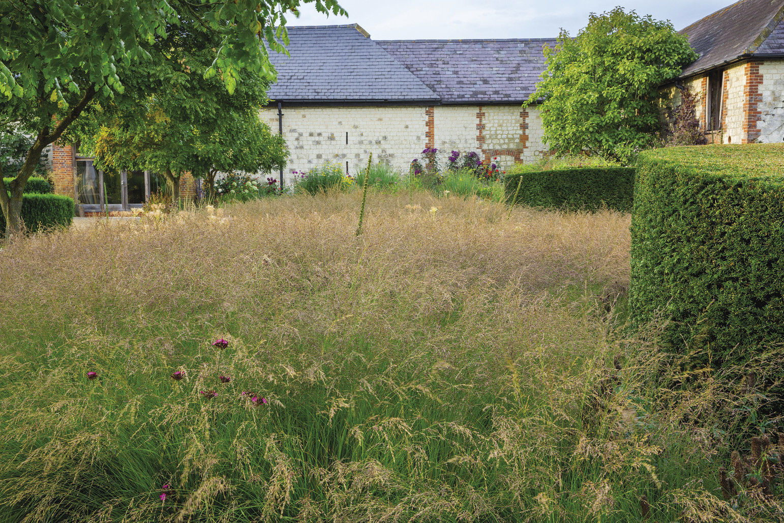 ‘Poul Petersen’ purple moor grass