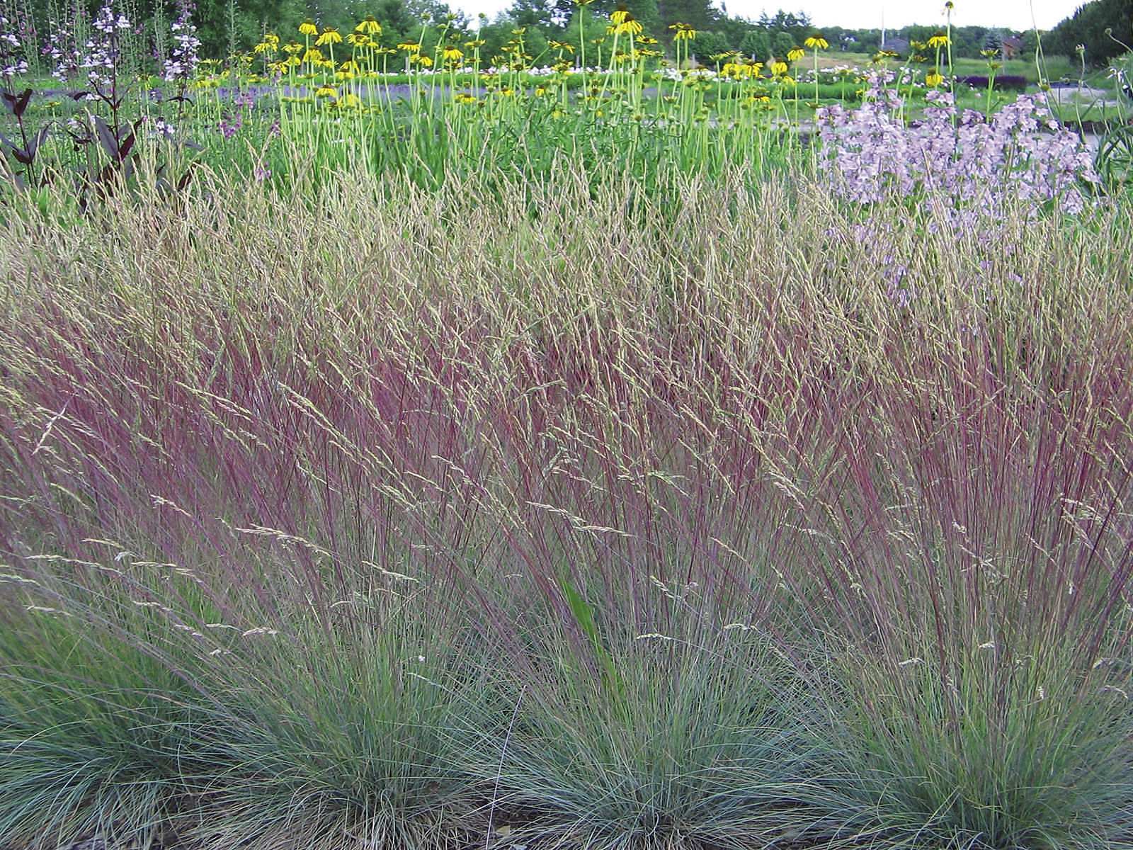 purple tufted fescue