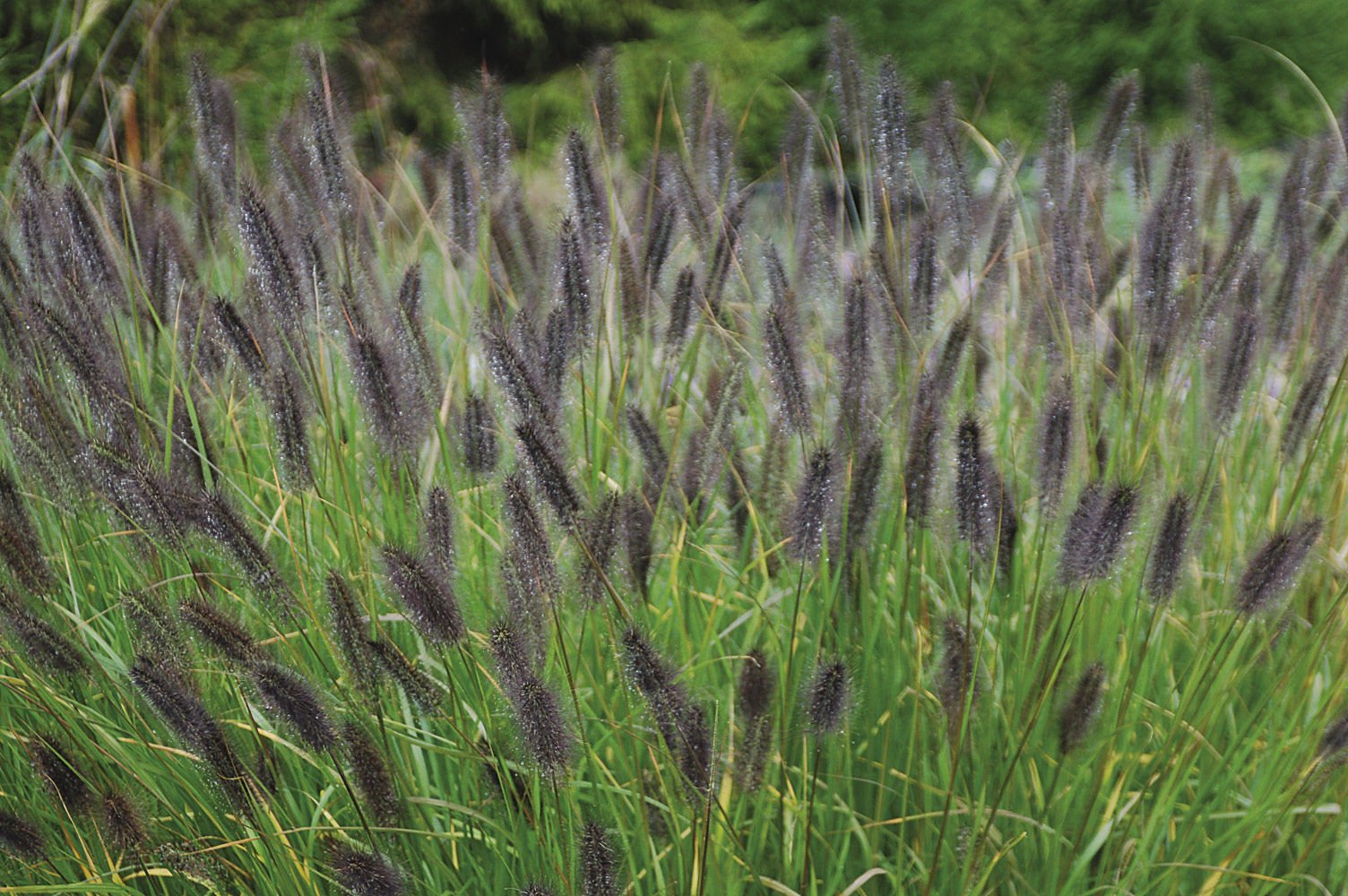 ‘Red Rocket’ fountain grass