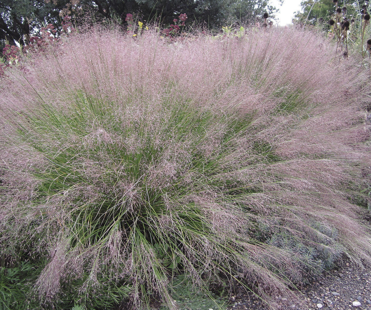 Ruby muhly grass