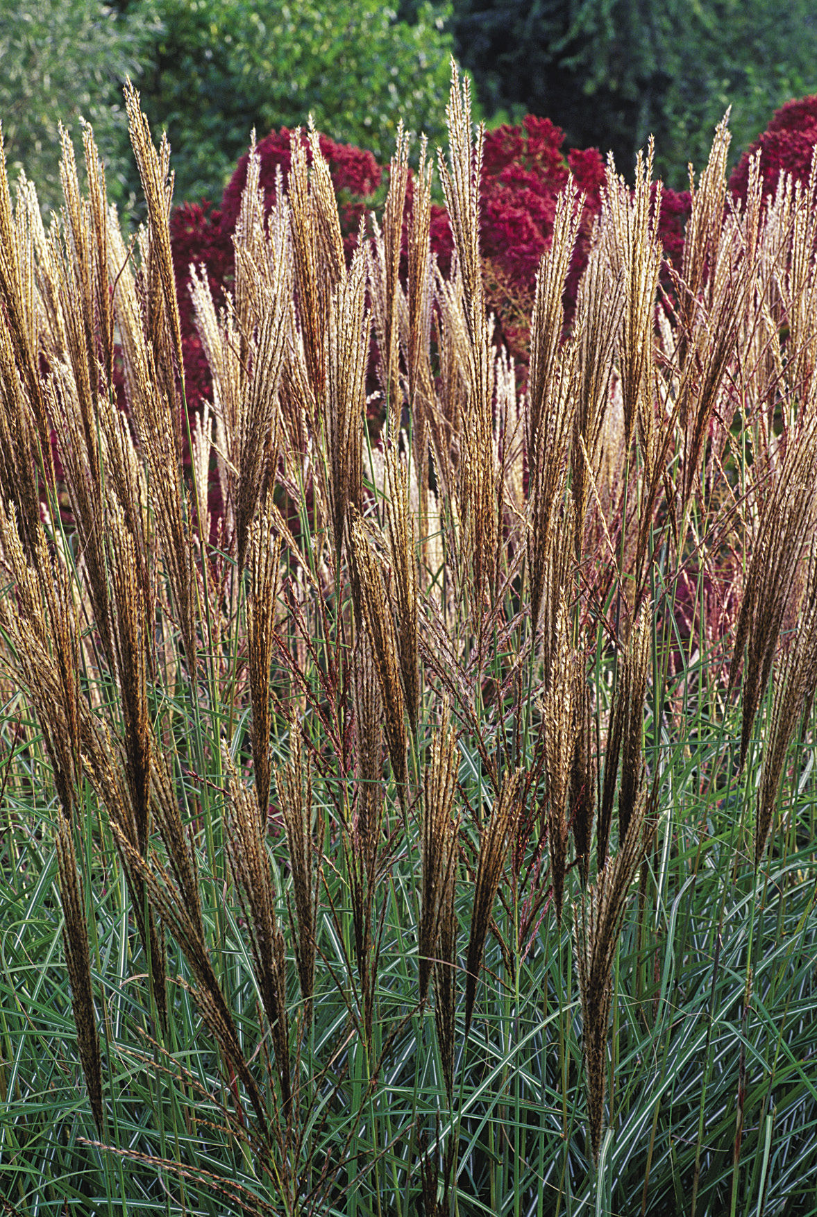 ‘Graziella’ maiden grass