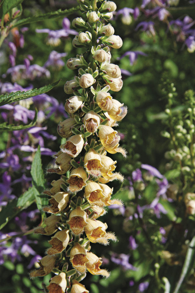 Rusty Foxglove