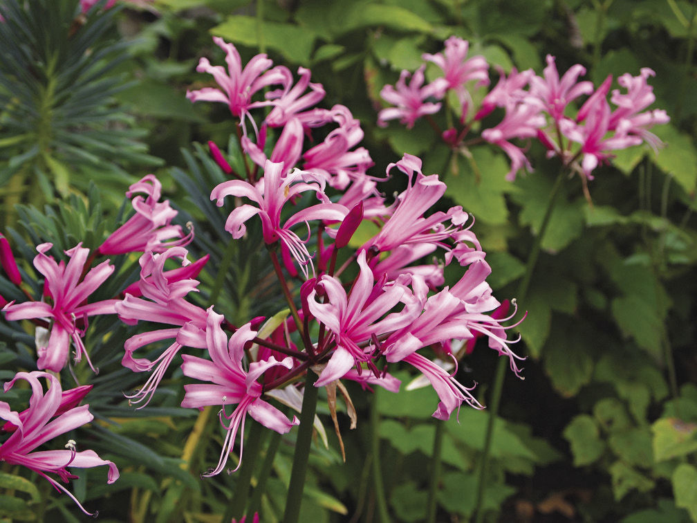 Naked Ladies plant