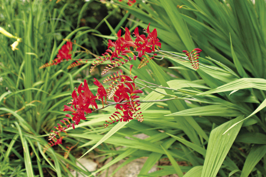 Lucifer Crocosmia