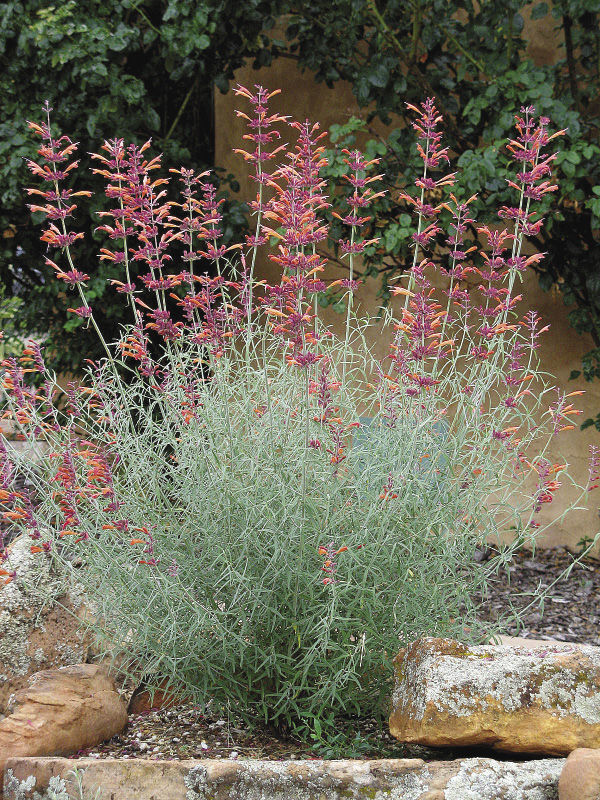 Licorice Mint Hyssop