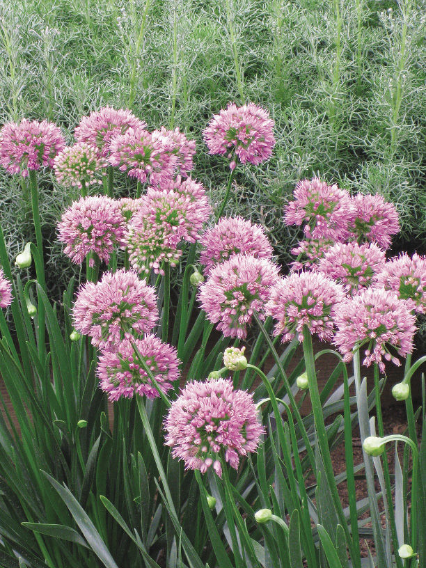 Millenium Ornamental Onion