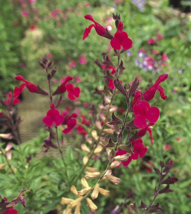 Furman’s Red Texas Bush Sage