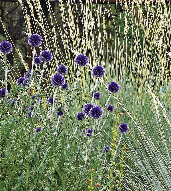 Blue Glow Globe Thistle