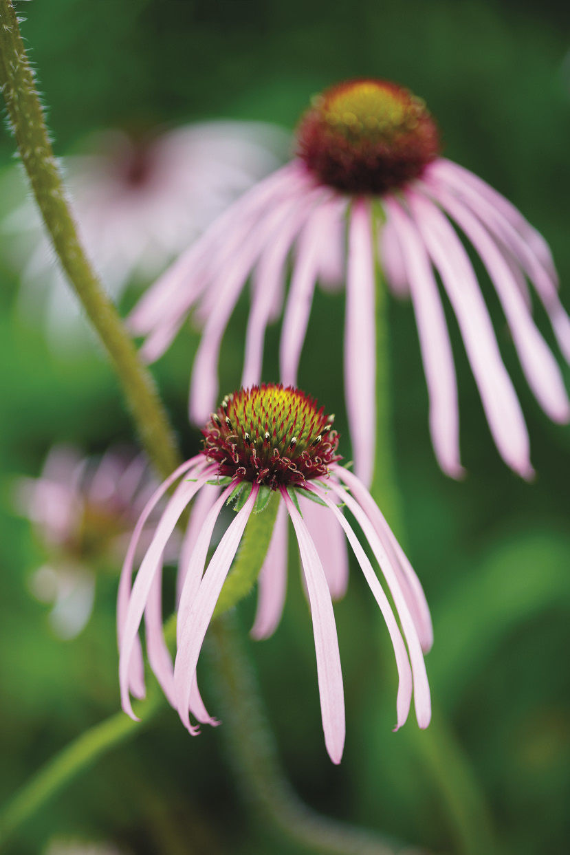 Pale Coneflower